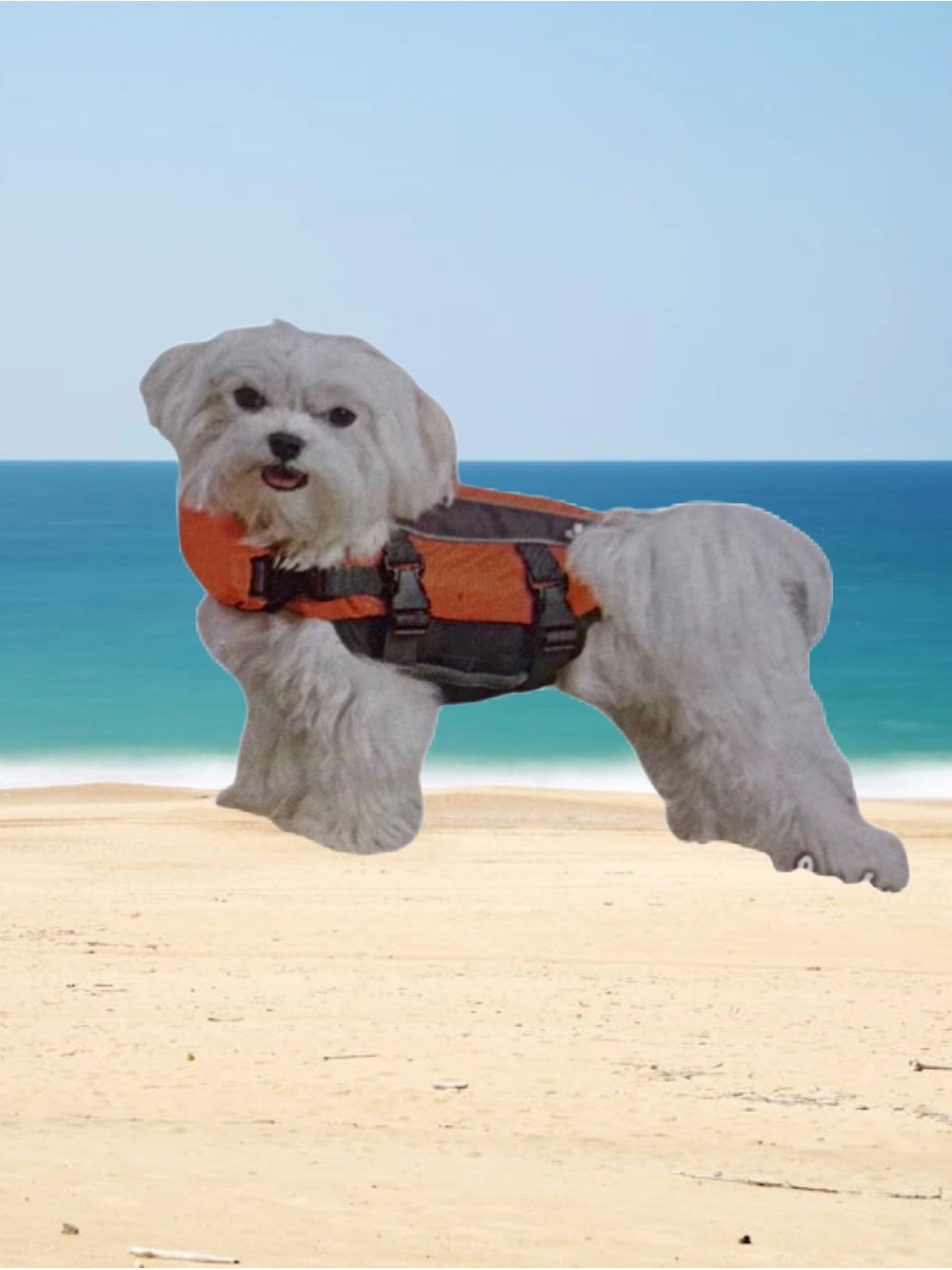 Top Paw Life Jacket
